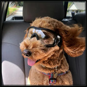 Clear Anti-UV Windproof & Waterproof Goggles for Dogs