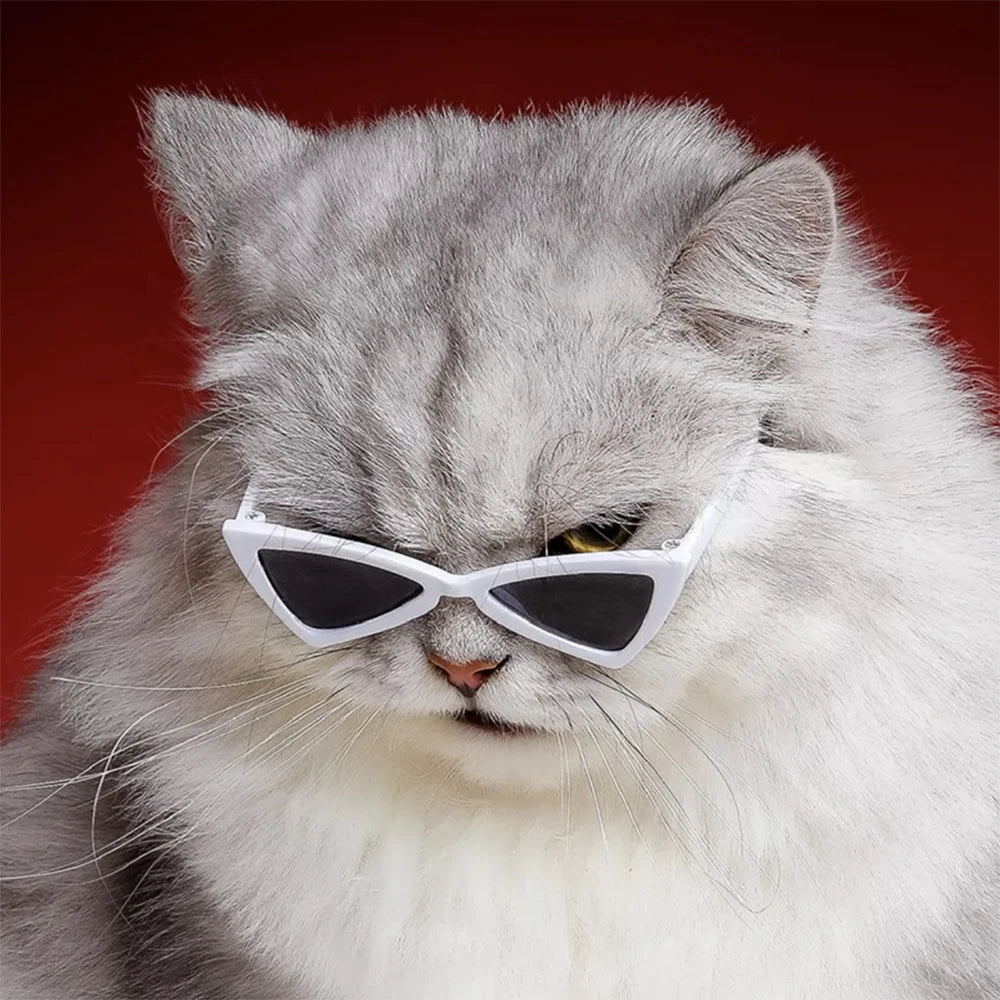 Sassy Sunglasses | Pet Accessories