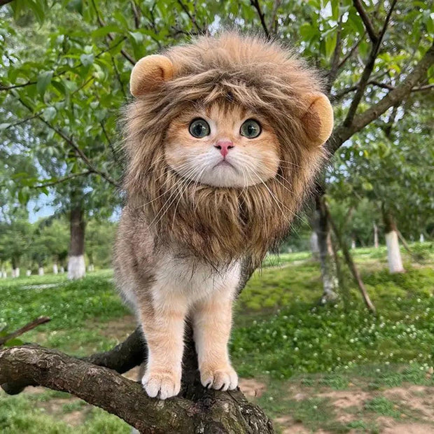 ARFMANI Fluffy Lion Mane Hat for Cats 🦁 | Clothes for pets | ARFMANI ARFMANI cat cats cosplay costume ds hat lion mane wig