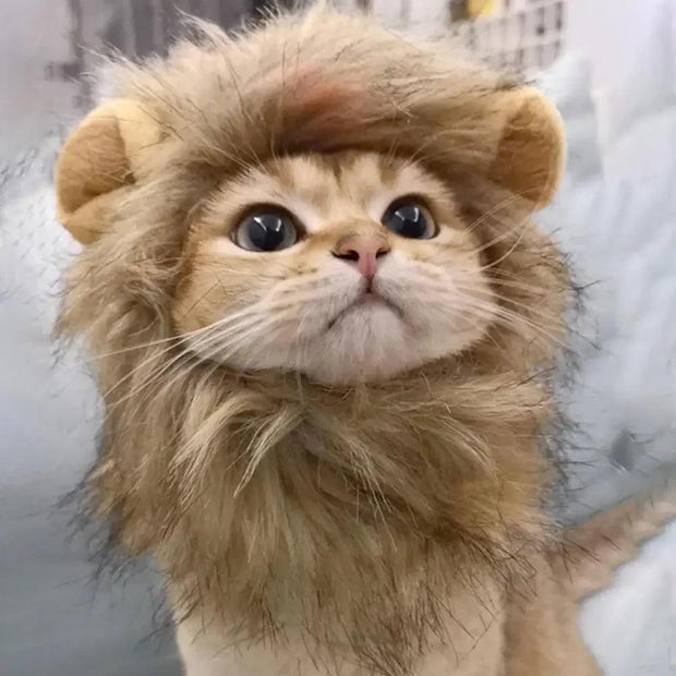 ARFMANI Fluffy Lion Mane Hat for Cats 🦁 | Clothes for pets | ARFMANI ARFMANI cat cats cosplay costume ds hat lion mane wig