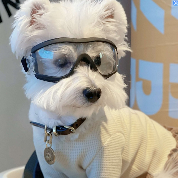 Clear Anti-UV Windproof & Waterproof Goggles for Dogs